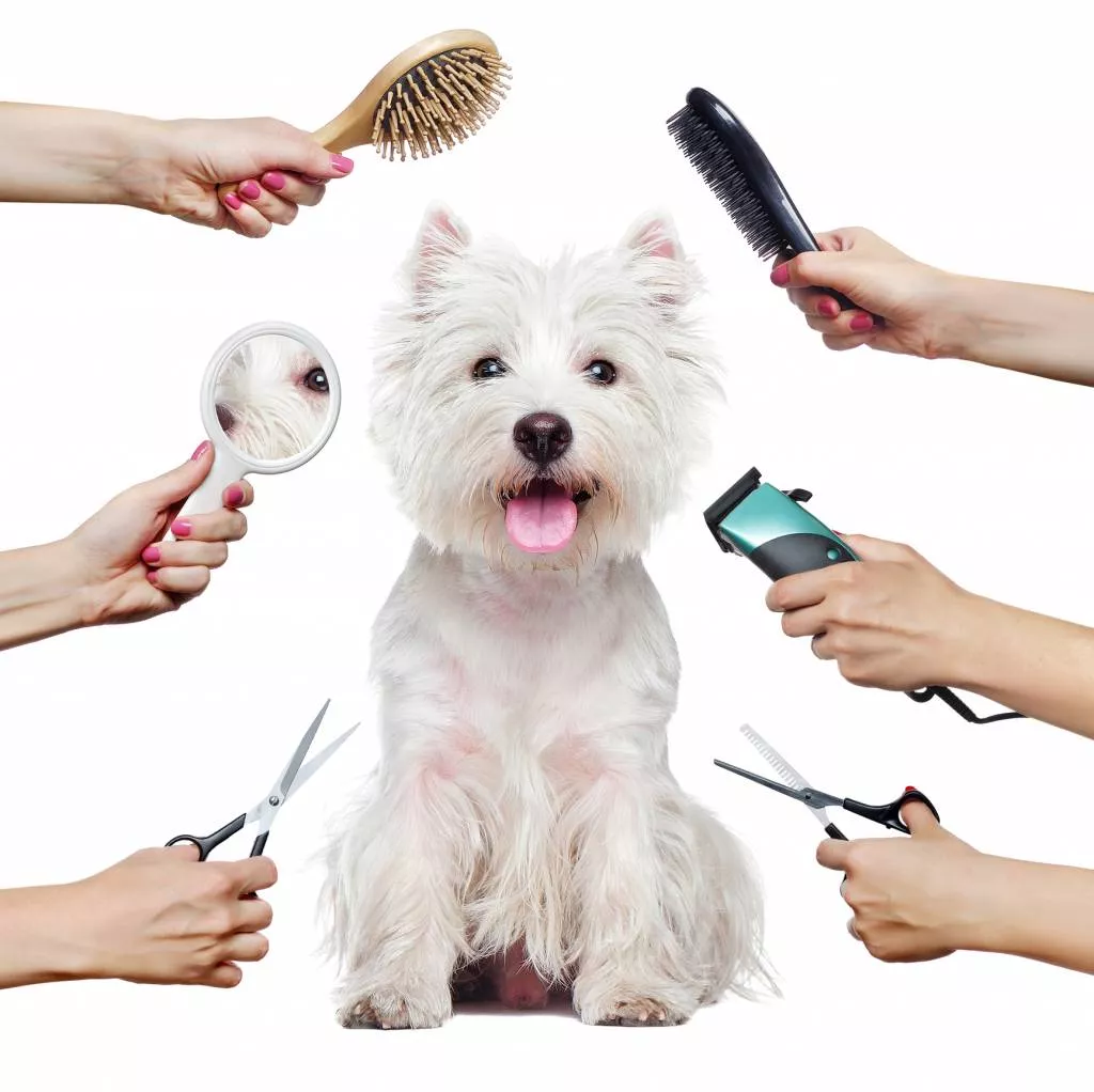 Chien pendant une coupe