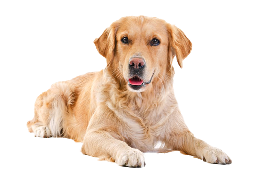 Chien pour illustration