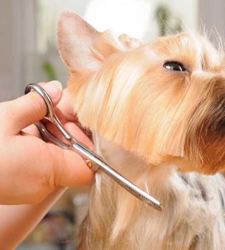 Chien pendant une coupe