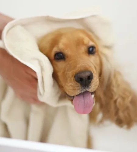 Chien pendant une coupe