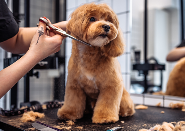 toilettage-chien Chien pendant une coupe